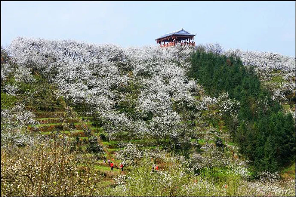 【春天，广西桂林灌阳县向您发出邀请！】我们在灌阳看梨花 - 游山玩水 - 盐城生活社区 - 盐城28生活网 yancheng.28life.net