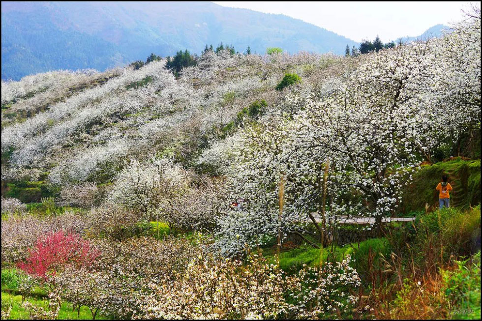 【春天，广西桂林灌阳县向您发出邀请！】我们在灌阳看梨花 - 游山玩水 - 盐城生活社区 - 盐城28生活网 yancheng.28life.net