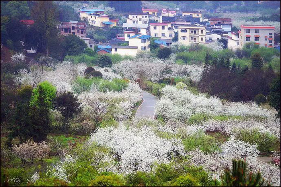 【春天，广西桂林灌阳县向您发出邀请！】我们在灌阳看梨花 - 游山玩水 - 盐城生活社区 - 盐城28生活网 yancheng.28life.net