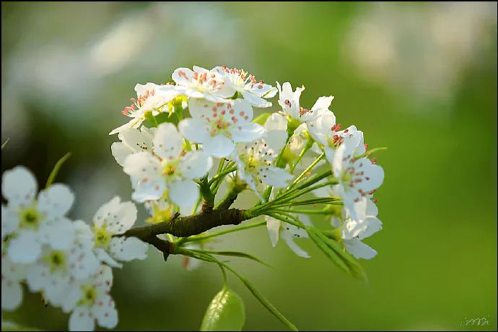 【春天，广西桂林灌阳县向您发出邀请！】我们在灌阳看梨花 - 游山玩水 - 盐城生活社区 - 盐城28生活网 yancheng.28life.net