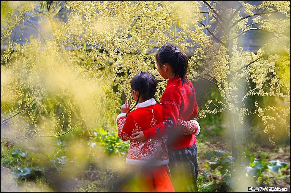【春天,广西桂林灌阳县向您发出邀请!】米珠山前有片山苍子花在飘香 - 游山玩水 - 盐城生活社区 - 盐城28生活网 yancheng.28life.net