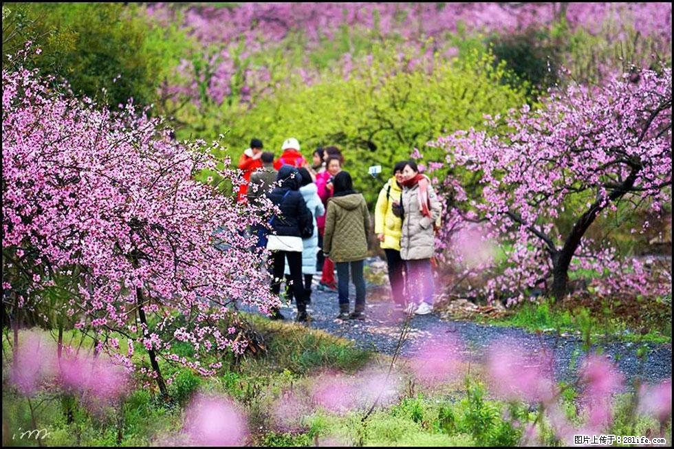 【春天，广西桂林灌阳县向您发出邀请！】官庄村有个醉美的桃花园 - 游山玩水 - 盐城生活社区 - 盐城28生活网 yancheng.28life.net