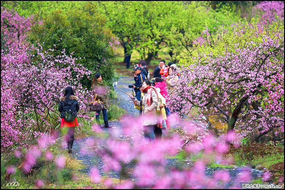 【春天，广西桂林灌阳县向您发出邀请！】官庄村有个醉美的桃花园 - 游山玩水 - 盐城生活社区 - 盐城28生活网 yancheng.28life.net