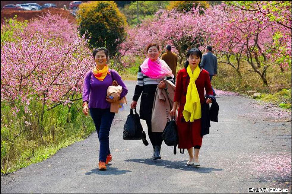 【春天，广西桂林灌阳县向您发出邀请！】官庄村有个醉美的桃花园 - 游山玩水 - 盐城生活社区 - 盐城28生活网 yancheng.28life.net