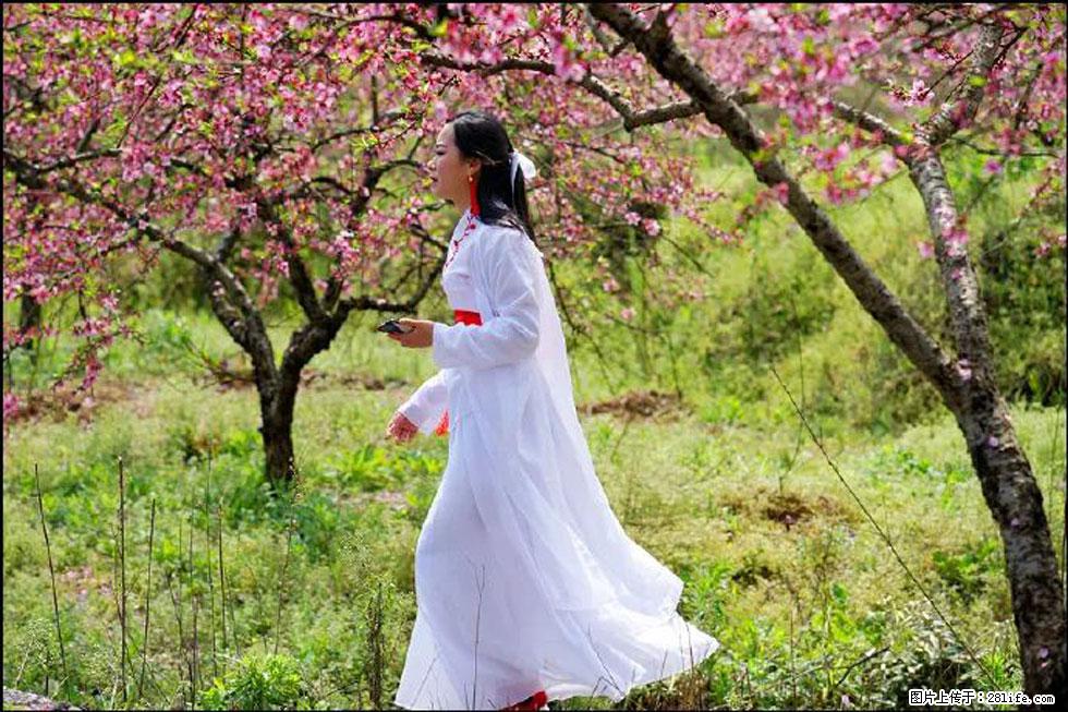 【春天，广西桂林灌阳县向您发出邀请！】官庄村有个醉美的桃花园 - 游山玩水 - 盐城生活社区 - 盐城28生活网 yancheng.28life.net