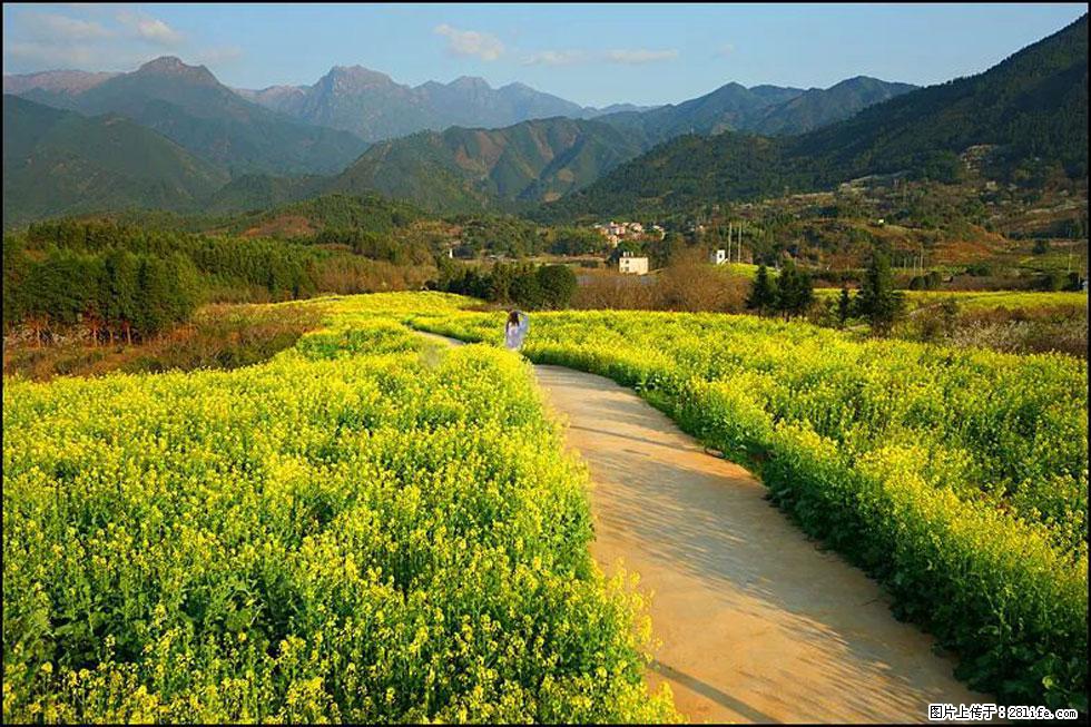 【春天，广西桂林灌阳县向您发出邀请！】长坪村油菜盛情花开 - 游山玩水 - 盐城生活社区 - 盐城28生活网 yancheng.28life.net