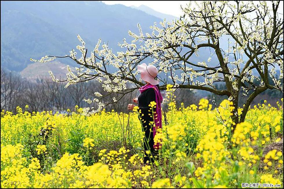 【春天，广西桂林灌阳县向您发出邀请！】长坪村油菜盛情花开 - 游山玩水 - 盐城生活社区 - 盐城28生活网 yancheng.28life.net