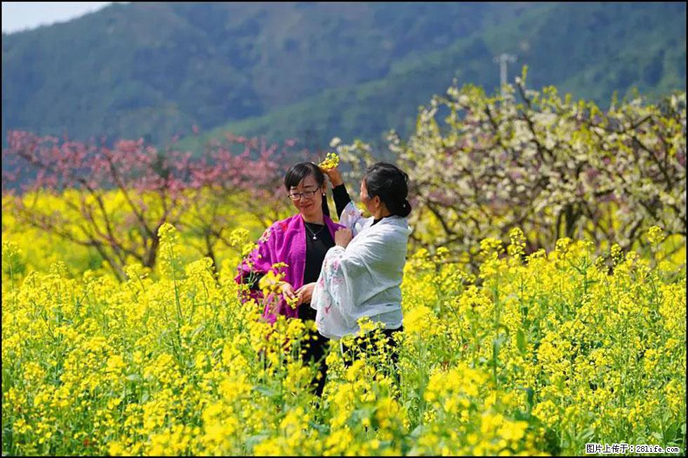 【春天，广西桂林灌阳县向您发出邀请！】长坪村油菜盛情花开 - 游山玩水 - 盐城生活社区 - 盐城28生活网 yancheng.28life.net