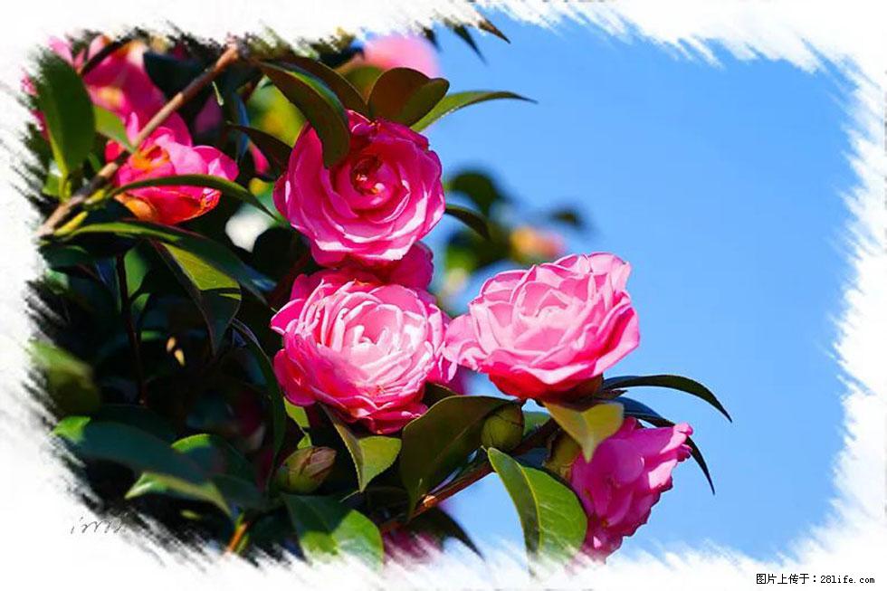 【春天，广西桂林灌阳县向您发出邀请！】杨柳井茶花惹人爱 - 游山玩水 - 盐城生活社区 - 盐城28生活网 yancheng.28life.net
