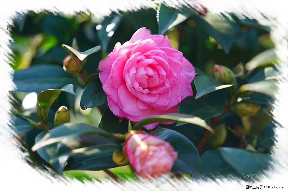 【春天，广西桂林灌阳县向您发出邀请！】杨柳井茶花惹人爱 - 游山玩水 - 盐城生活社区 - 盐城28生活网 yancheng.28life.net