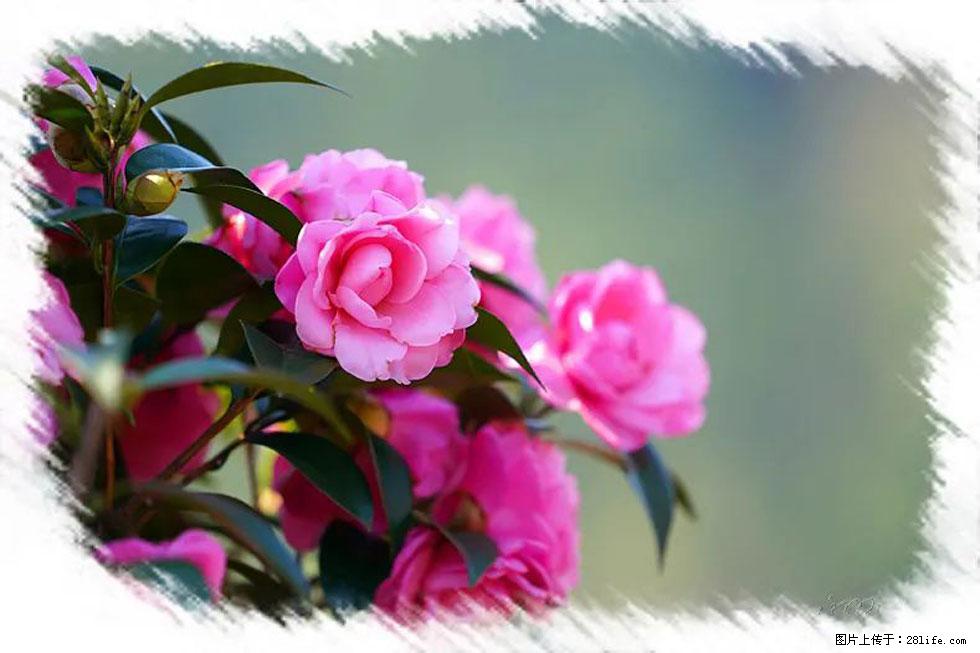 【春天，广西桂林灌阳县向您发出邀请！】杨柳井茶花惹人爱 - 游山玩水 - 盐城生活社区 - 盐城28生活网 yancheng.28life.net