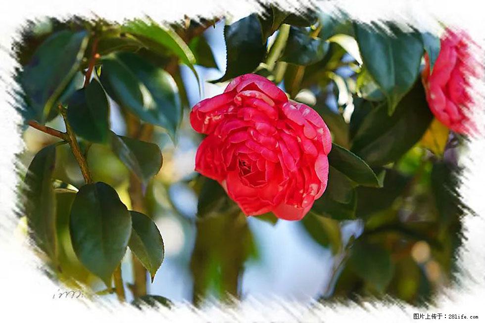 【春天，广西桂林灌阳县向您发出邀请！】杨柳井茶花惹人爱 - 游山玩水 - 盐城生活社区 - 盐城28生活网 yancheng.28life.net