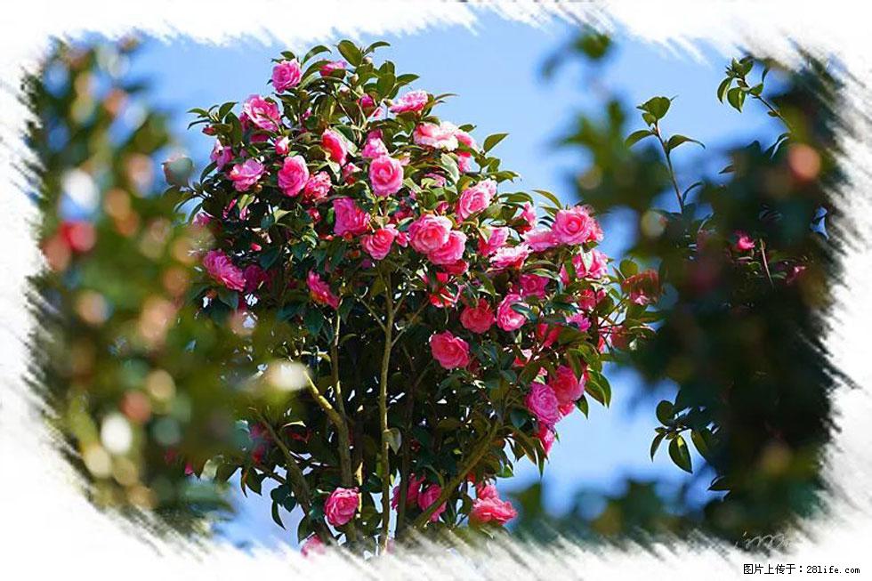 【春天，广西桂林灌阳县向您发出邀请！】杨柳井茶花惹人爱 - 游山玩水 - 盐城生活社区 - 盐城28生活网 yancheng.28life.net