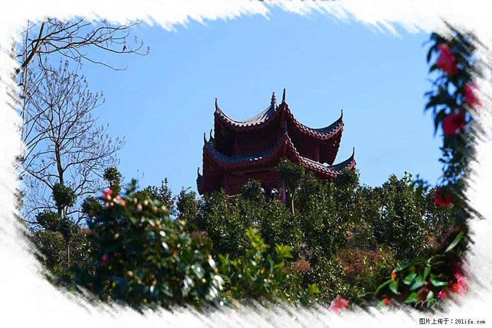 【春天，广西桂林灌阳县向您发出邀请！】杨柳井茶花惹人爱 - 游山玩水 - 盐城生活社区 - 盐城28生活网 yancheng.28life.net