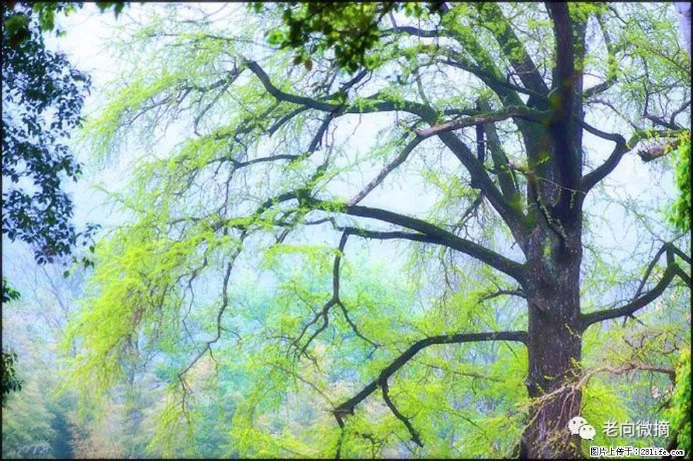 【春天，广西桂林灌阳县向您发出邀请！】在小龙村与春天约会 - 游山玩水 - 盐城生活社区 - 盐城28生活网 yancheng.28life.net