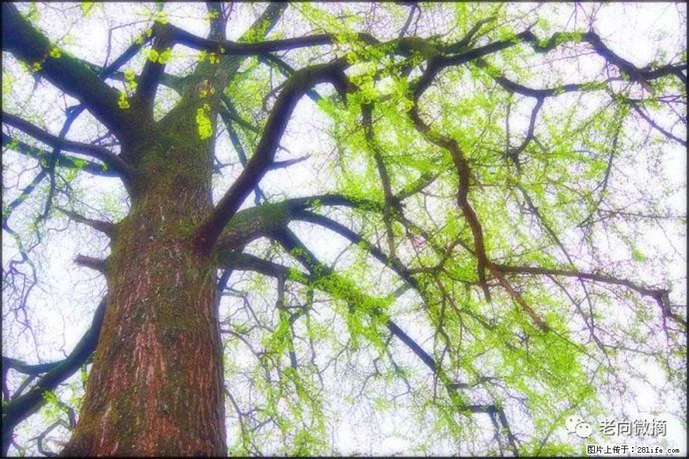 【春天，广西桂林灌阳县向您发出邀请！】在小龙村与春天约会 - 游山玩水 - 盐城生活社区 - 盐城28生活网 yancheng.28life.net