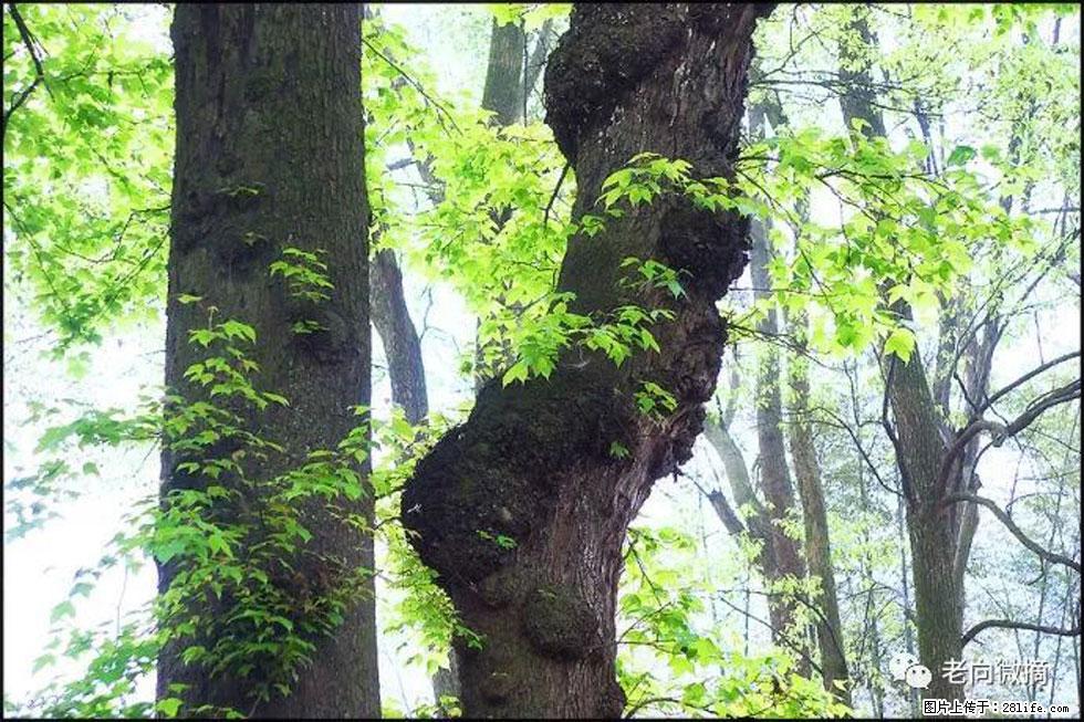 【春天，广西桂林灌阳县向您发出邀请！】在小龙村与春天约会 - 游山玩水 - 盐城生活社区 - 盐城28生活网 yancheng.28life.net