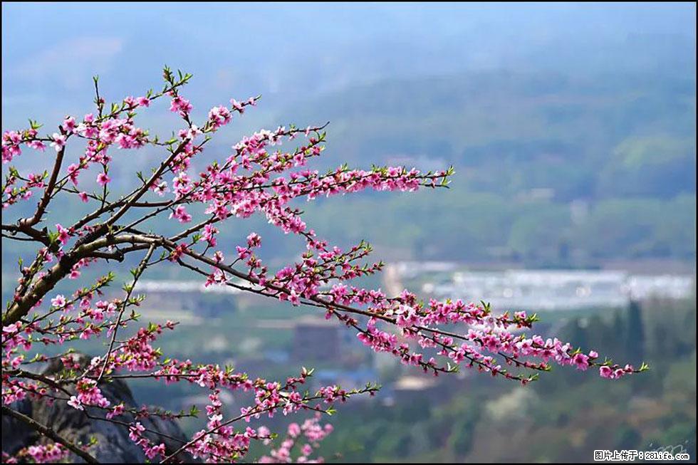 【春天，广西桂林灌阳县向您发出邀请！】望月岭上桃花开 - 游山玩水 - 盐城生活社区 - 盐城28生活网 yancheng.28life.net
