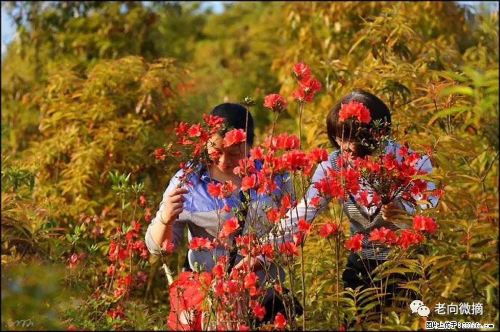 【春天，广西桂林灌阳县向您发出邀请！】登麒麟山，相约映山红 - 游山玩水 - 盐城生活社区 - 盐城28生活网 yancheng.28life.net