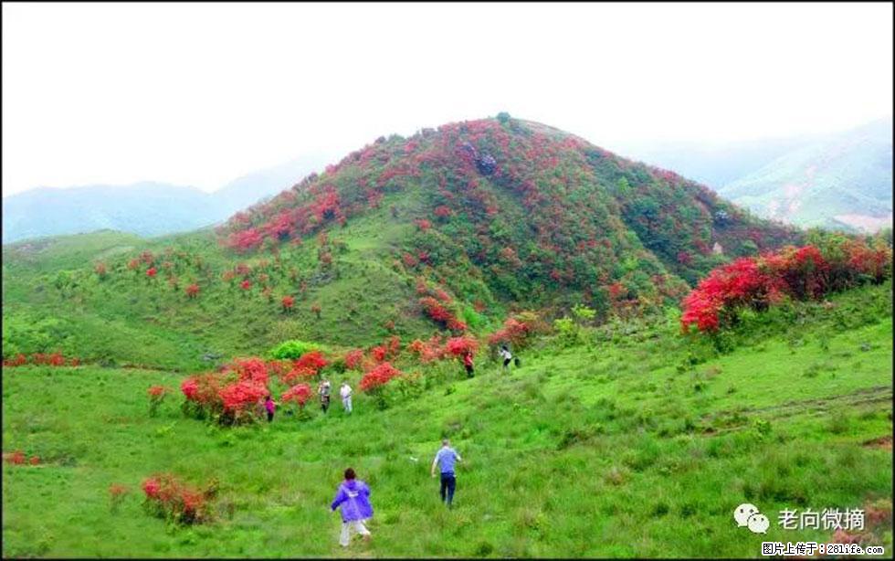 【春天，广西桂林灌阳县向您发出邀请！】宝盖山上映山红 - 游山玩水 - 盐城生活社区 - 盐城28生活网 yancheng.28life.net