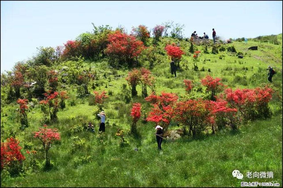 【春天，广西桂林灌阳县向您发出邀请！】宝盖山上映山红 - 游山玩水 - 盐城生活社区 - 盐城28生活网 yancheng.28life.net