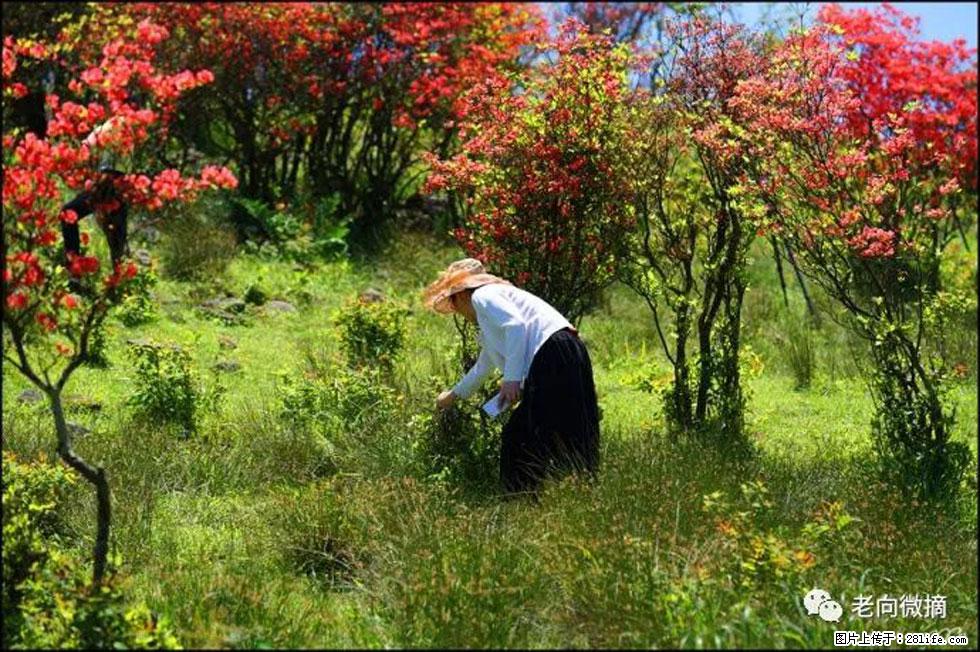 【春天，广西桂林灌阳县向您发出邀请！】宝盖山上映山红 - 游山玩水 - 盐城生活社区 - 盐城28生活网 yancheng.28life.net