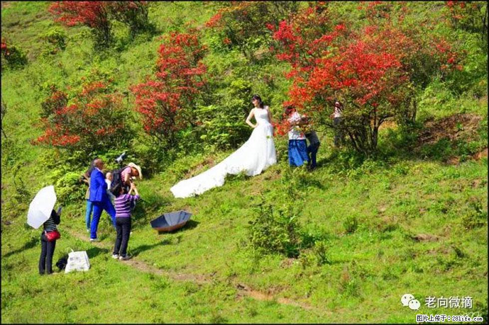 【春天，广西桂林灌阳县向您发出邀请！】宝盖山上映山红 - 游山玩水 - 盐城生活社区 - 盐城28生活网 yancheng.28life.net