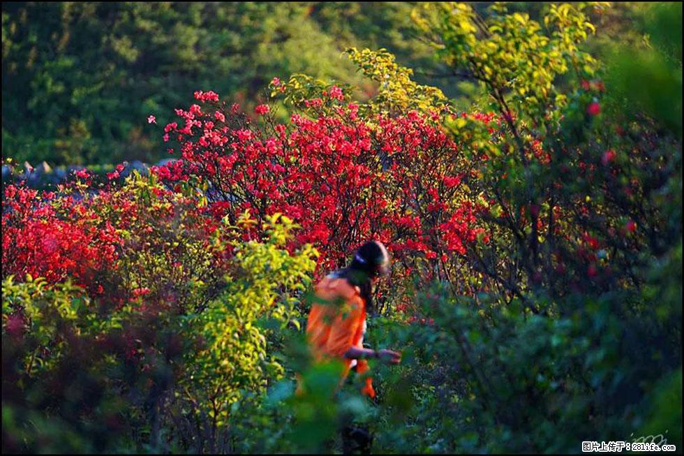 【春天，广西桂林灌阳县向您发出邀请！】春木界上映山红 - 游山玩水 - 盐城生活社区 - 盐城28生活网 yancheng.28life.net