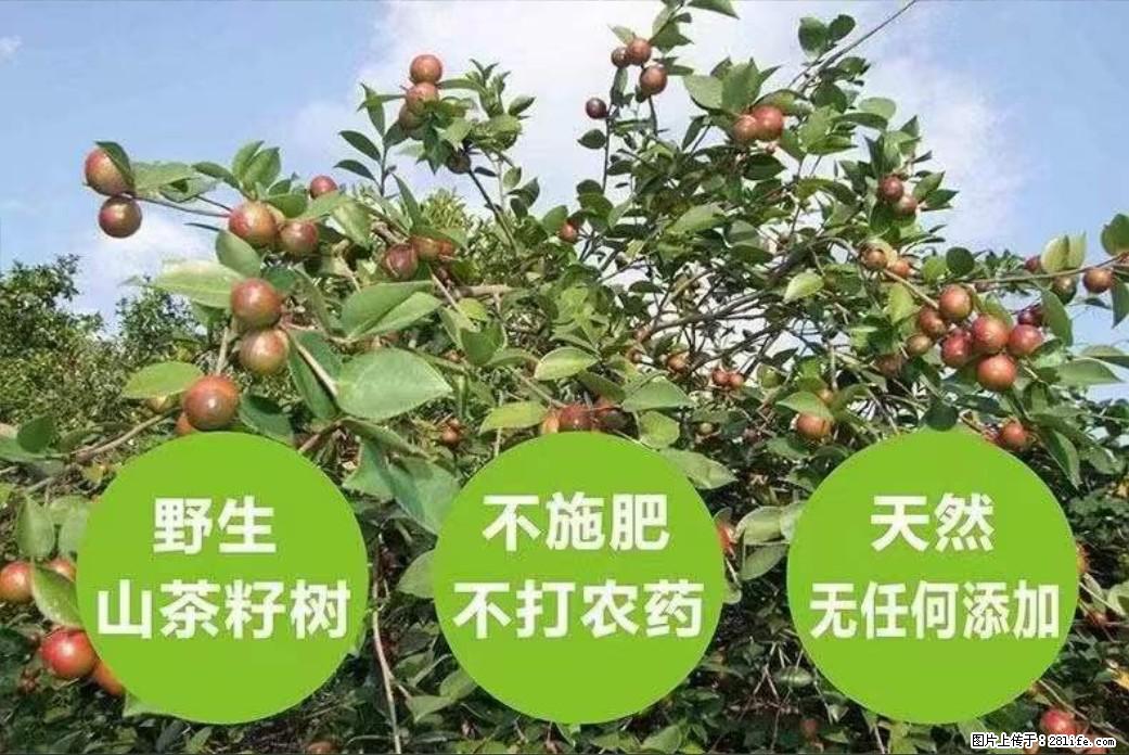 【灌阳县油茶产业示范区】一个有着充实的精神生活的人，对待身外之物自会有一种淡泊的态度 - 美食天地 - 盐城生活社区 - 盐城28生活网 yancheng.28life.net