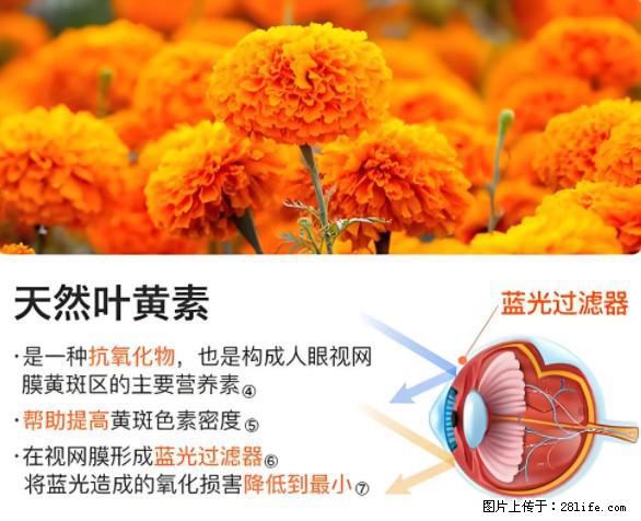 叶黄素有什么功效和作用 - 生活百科 - 盐城生活社区 - 盐城28生活网 yancheng.28life.net