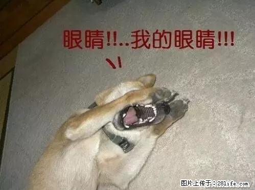 笑癫了！一女的怀孕三年未生，他终于忍不住了... - 娱乐八卦 - 盐城生活社区 - 盐城28生活网 yancheng.28life.net