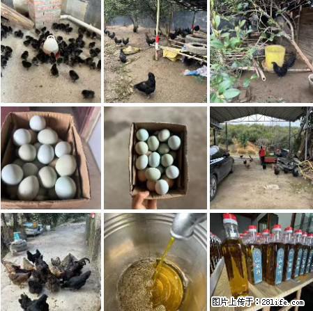 油茶园从小鸡仔开始养起的纯土鸡、土鸡蛋可以预定啦！还有前几天刚榨的纯山茶油哦 - 美食天地 - 盐城生活社区 - 盐城28生活网 yancheng.28life.net