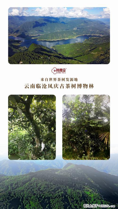 时间果百年古树2025年春红茶 - 购物交流 - 盐城生活社区 - 盐城28生活网 yancheng.28life.net