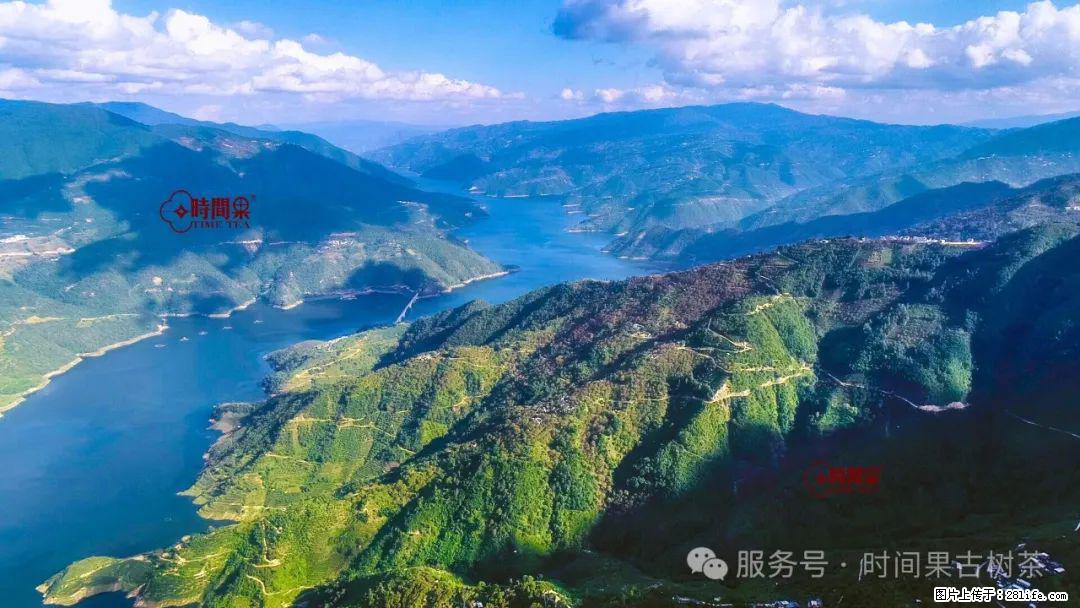 时间果百年古树龙珠普洱生茶 - 购物交流 - 盐城生活社区 - 盐城28生活网 yancheng.28life.net