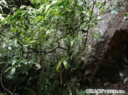 平乐石崖茶，珍贵仅次于金花茶 - 盐城生活资讯 - 盐城28生活网 yancheng.28life.net