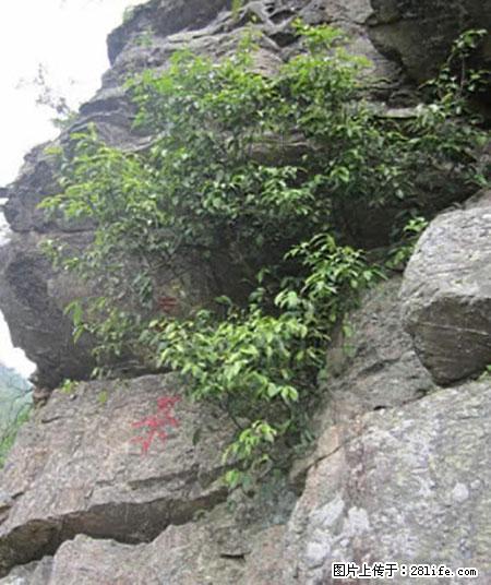 平乐石崖茶，珍贵仅次于金花茶 - 盐城生活资讯 - 盐城28生活网 yancheng.28life.net